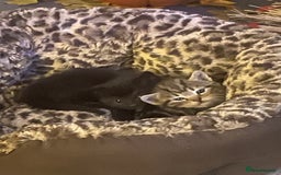 Mixed Breed cats for sale: Female kittens  - Image 6