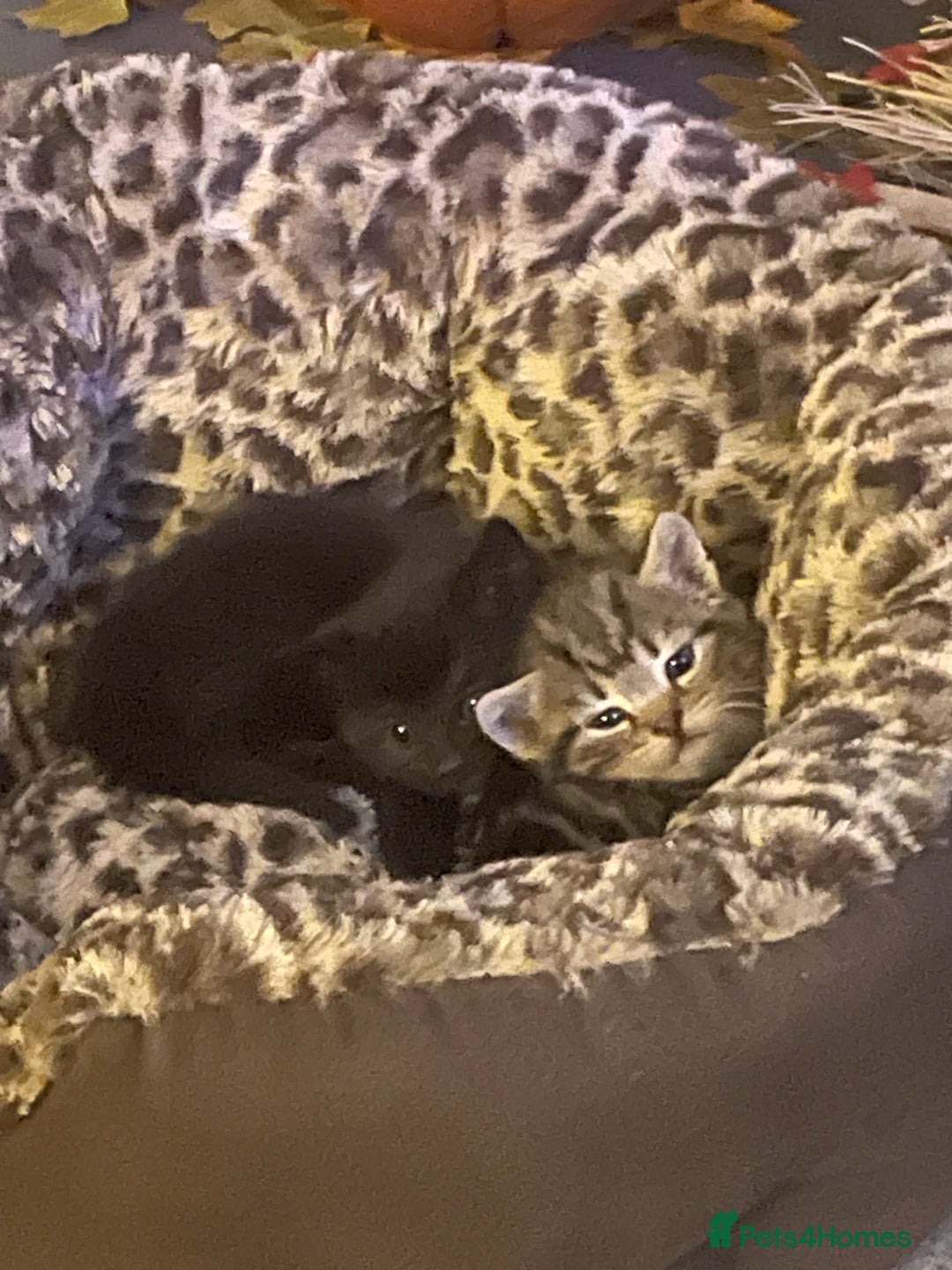Mixed Breed cats for sale: Female kittens  - Image 6