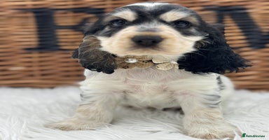 Cocker Spaniel dogs - Advert 4