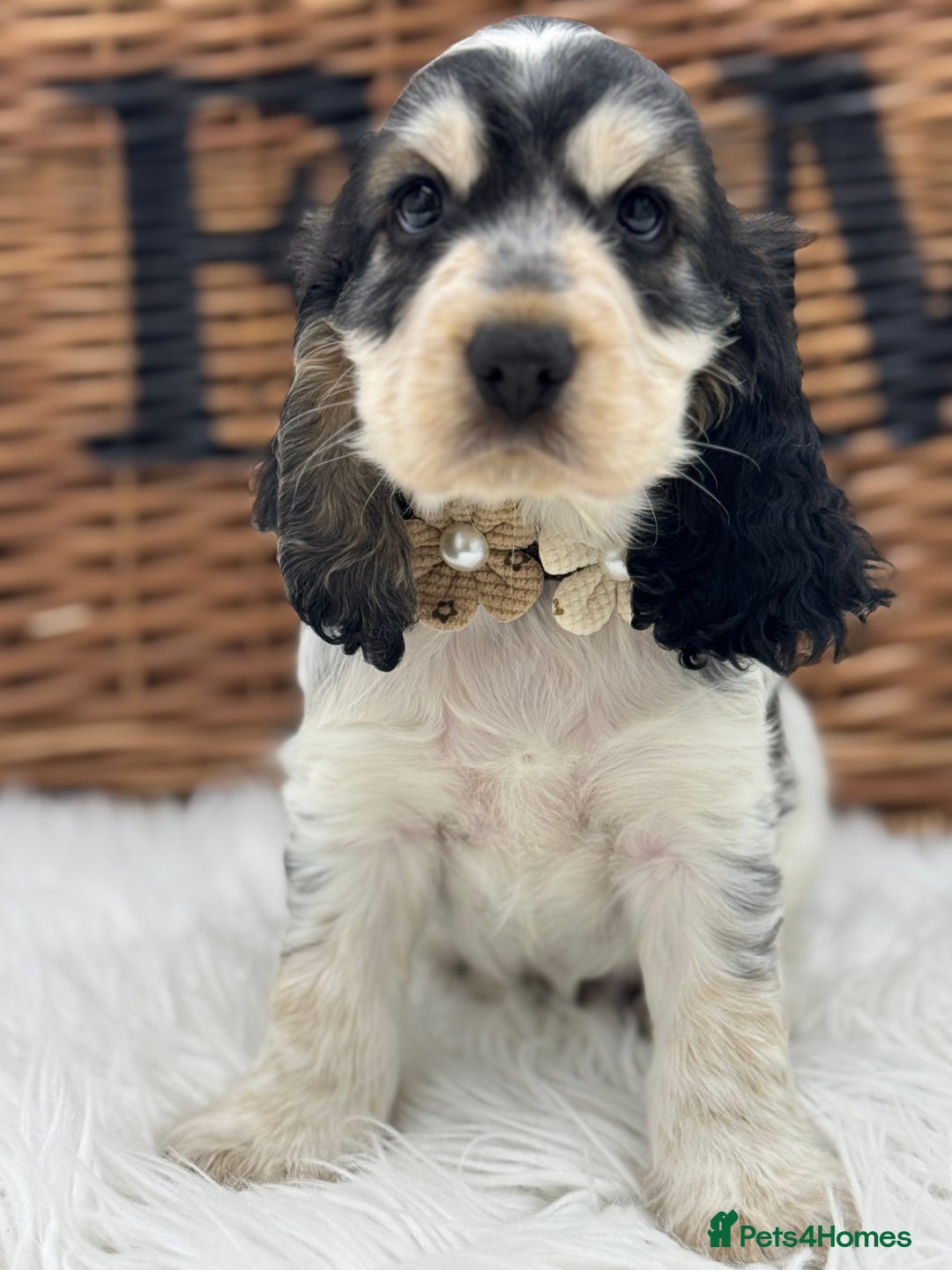 Cocker Spaniel dogs for sale: Health tested show cocker spaniels - Image 6