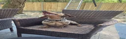Dachshund dogs for sale: Dachshund Looking for His Forever Home  - Advert 4