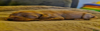 Cockapoo 6