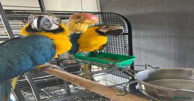 Macaws birds - Advert 2