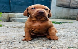 Hungarian Vizsla dogs for sale: Exceptional kc Hungarian viszla pups. Now ready  - Image 13