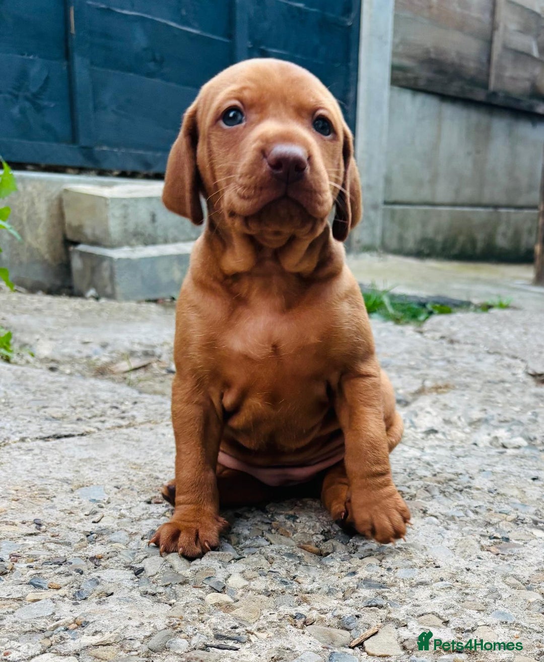 Hungarian Vizsla dogs for sale: Exceptional kc Hungarian viszla pups. Now ready  - Image 13