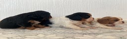 Cavalier King Charles Spaniel dogs for sale: Cavalier King Charles puppy’s  - Advert 18
