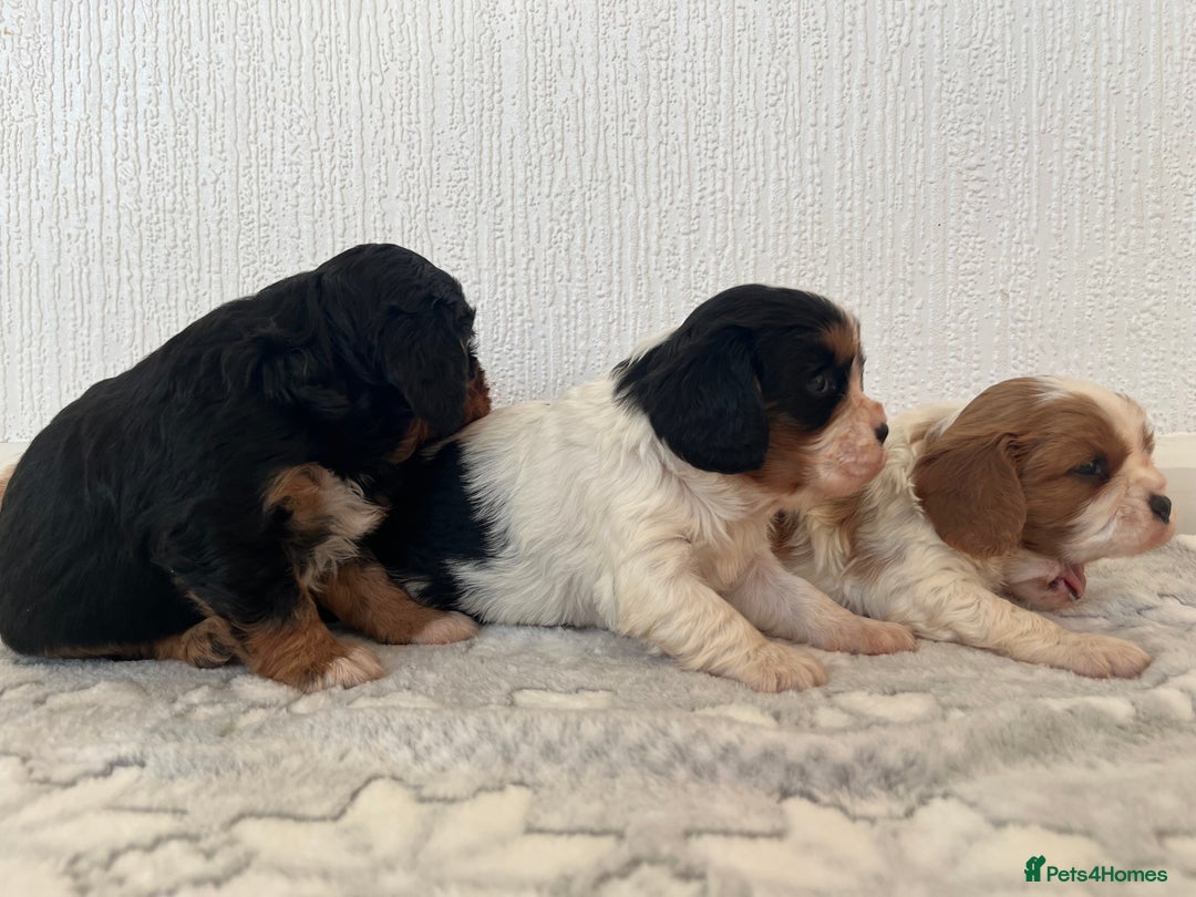 Cavalier King Charles Spaniel dogs for sale: Cavalier King Charles puppy’s  - Advert 18