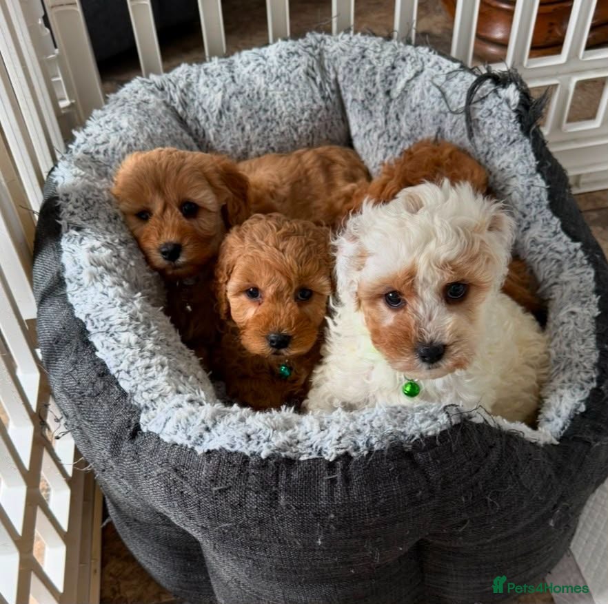 Cavapoo dogs Toy Cavapoo Puppies  - Advert 4