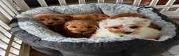 Cavapoo dogs for sale: Toy Cavapoo Puppies  - Advert 3
