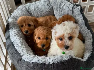 Cavapoo dogs Toy Cavapoo Puppies - Advert 4