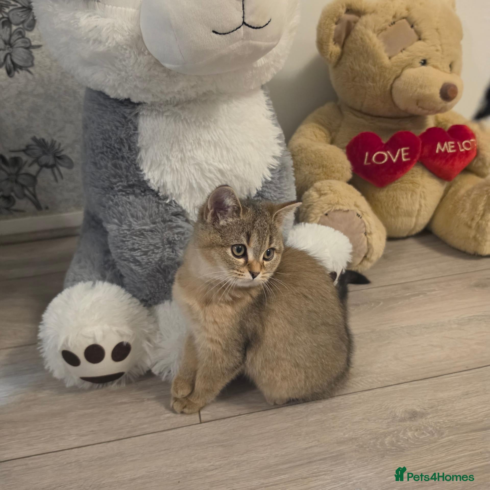 Scottish Fold cats 1 Boy, most sweet ever  ❤️  - Advert 4