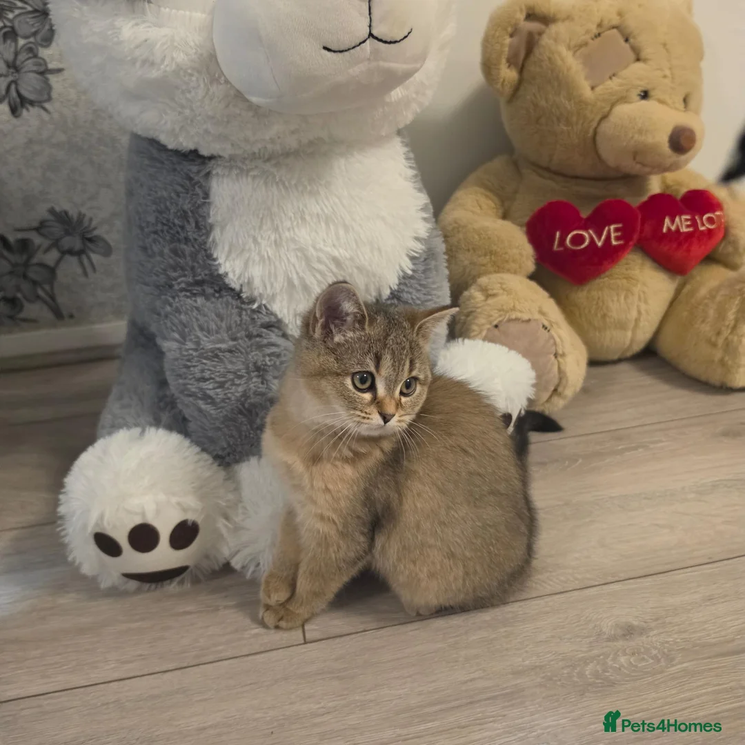 Scottish Fold cats for sale: 1 Boy, most sweet ever  ❤️  - Advert 1