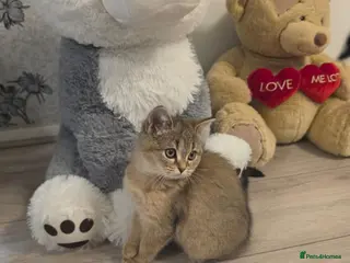 Scottish Fold cats 1 Boy, most sweet ever ❤️ - Advert 4