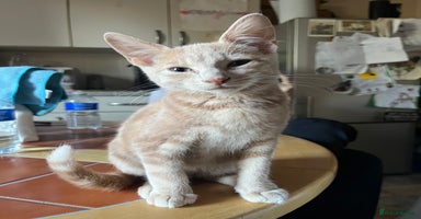 Mixed Breed cats - Advert 13