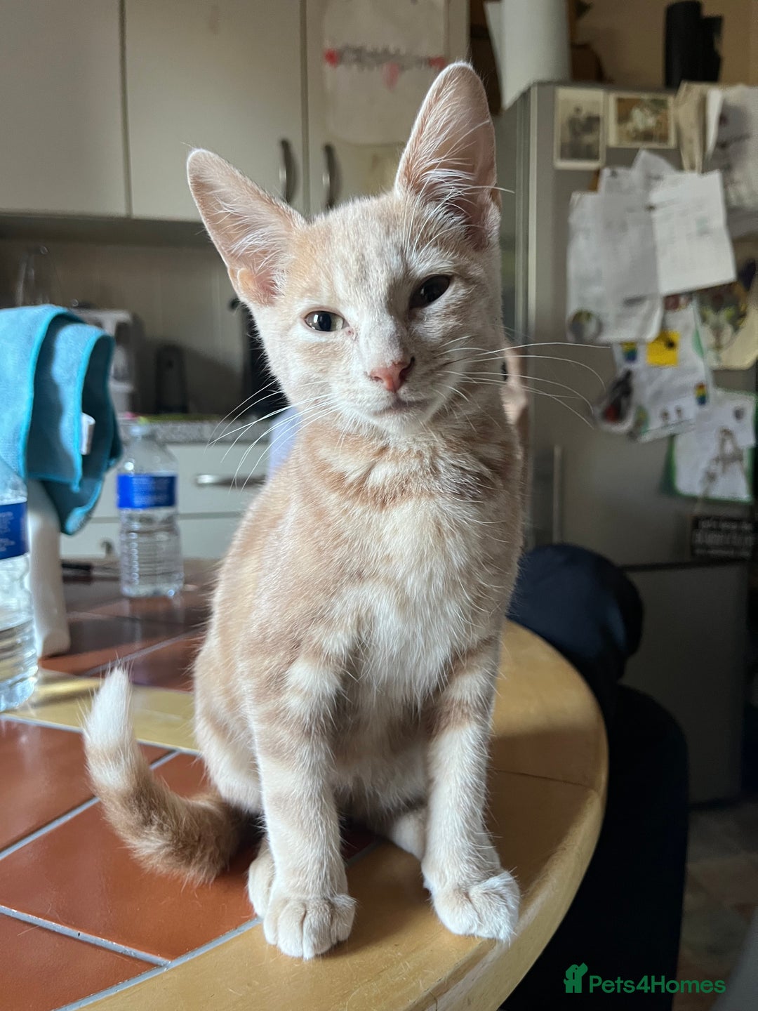 Mixed Breed cats for sale: Beautiful mixed kittens  - Image 1