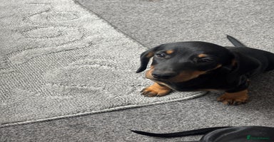 Dachshund dogs - Advert 5