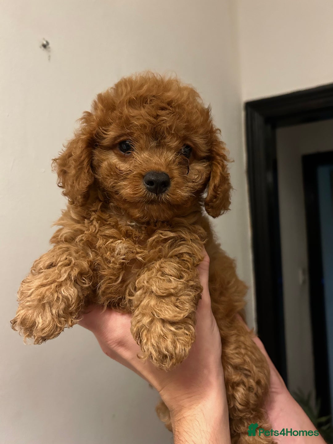 Cavapoo dogs for sale: RED toy cavapoo puppiees  - Image 5