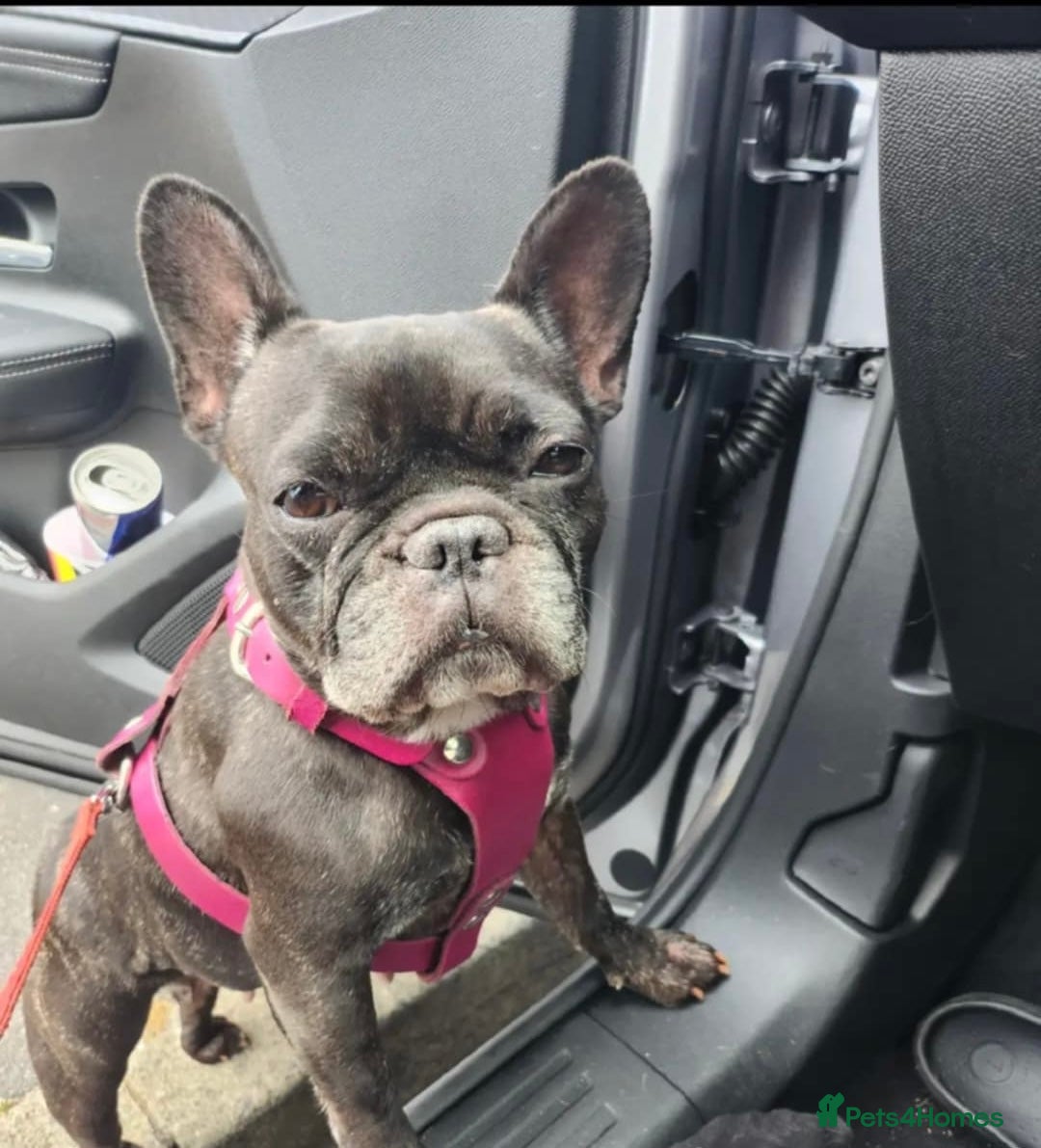 French Bulldog dogs for sale: Princess  - Advert 1