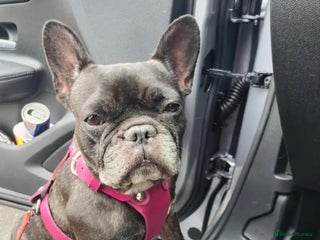 French Bulldog dogs for sale: Princess - Advert 1