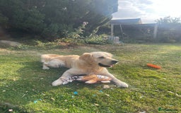 Golden Retriever dogs for stud: Beautiful English Cream Golden Retriever  - Image 2