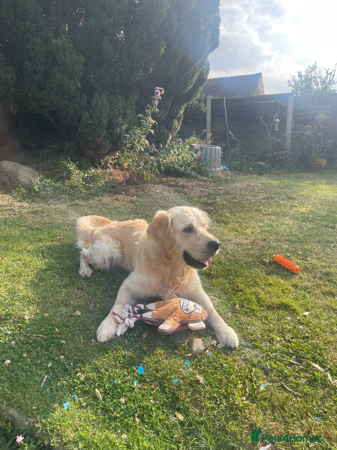 Golden Retriever dogs for stud: Beautiful English Cream Golden Retriever  - Image 2