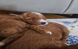 Sproodle dogs for sale: Stunning red and black sproodles rare red colour  - Image 1