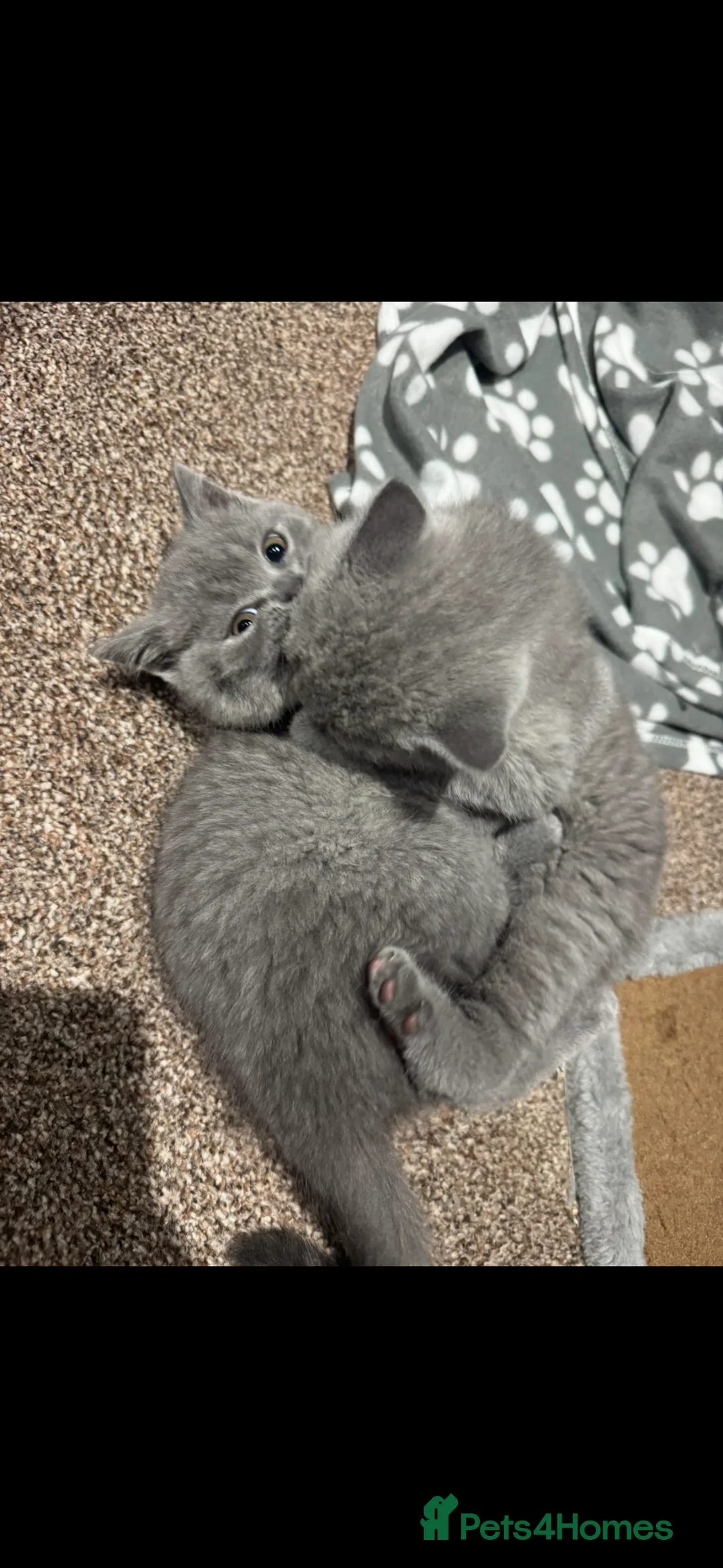 British Shorthair cats for sale: Female British shorthair  - Advert 6