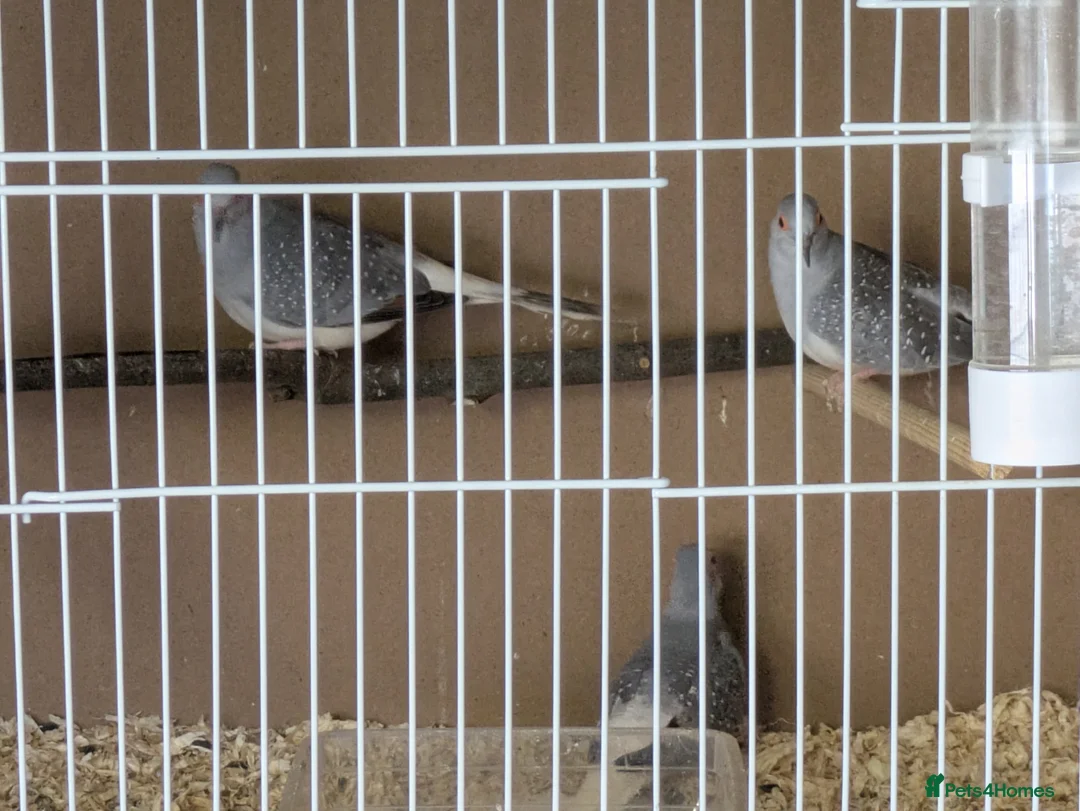 Doves birds for sale: Diamond doves 2 male 1 female  - Advert 2