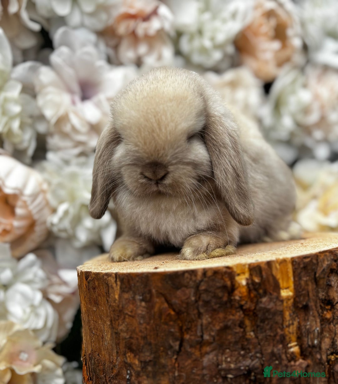 Mini Lop rabbits for sale: 🌟🌟 mini lop babies 🌟🌟 - Image 6