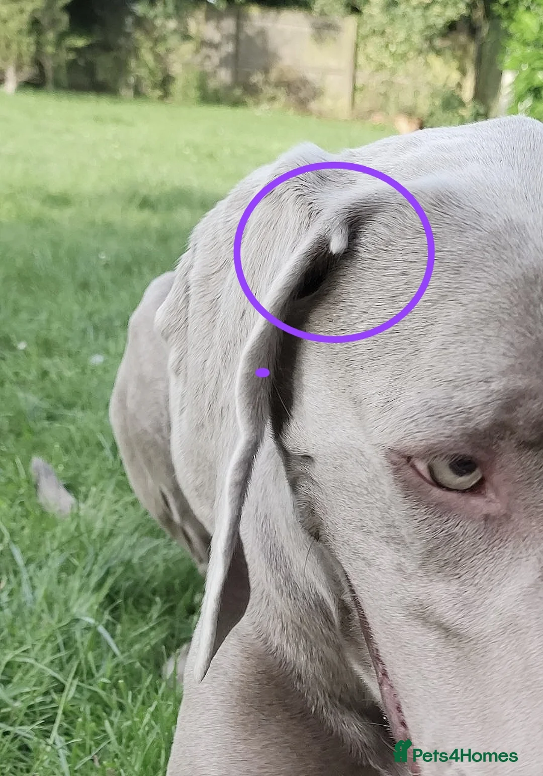 Weimaraner dogs for stud: 🔥super stud🔥Hipscored🔥KC reg in Woodbridge - Advert 19