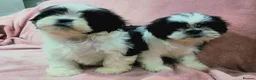 Shih Tzu dogs for sale: Shih tzu  in Downpatrick - Advert 3