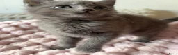 Mixed Breed cats for sale: British Short Hair Cross Kitten  - Advert 12