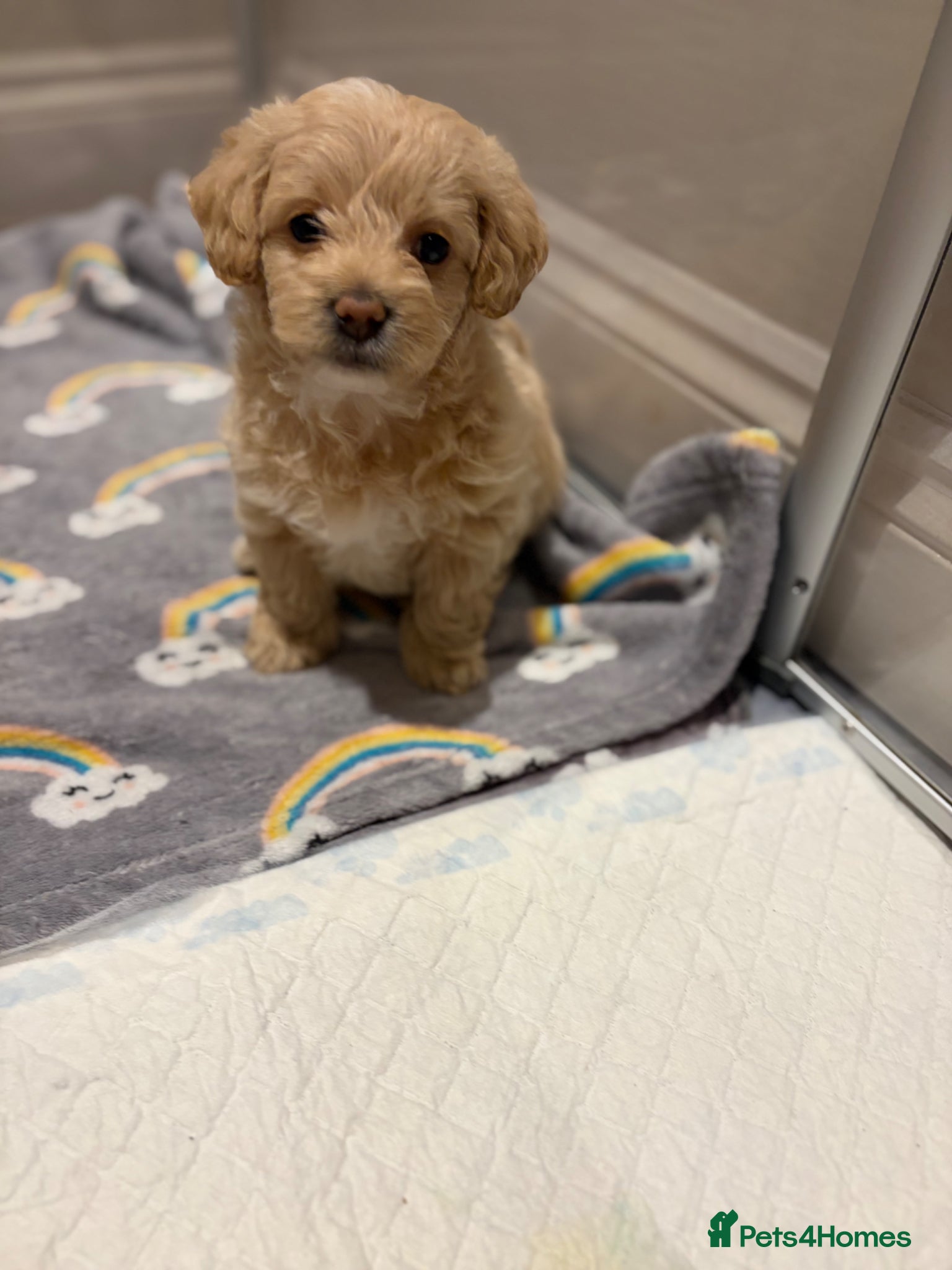 Maltipoo dogs Maltipoo puppies for sale  - Advert 3