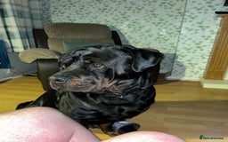 Rottweiler dogs for sale: Tank, 4yrs old full breed beautiful loyal dog!  - Image 6