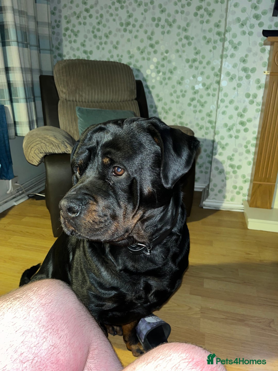 Rottweiler dogs for sale: Tank, 4yrs old full breed beautiful loyal dog!  - Image 6