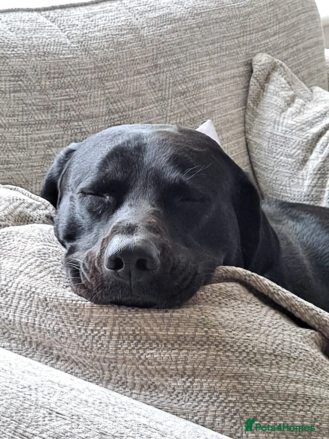 Labrador Retriever dogs for stud: Black Labrador for stud - North West - Proven stud in Saint Helens - Advert 14