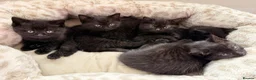 Mixed Breed cats for sale: British Shorthair Cross - Advert 6