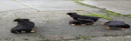 Rottweiler dogs for sale: 5 Purebred Rottweiler Puppies for Sale - Advert 8