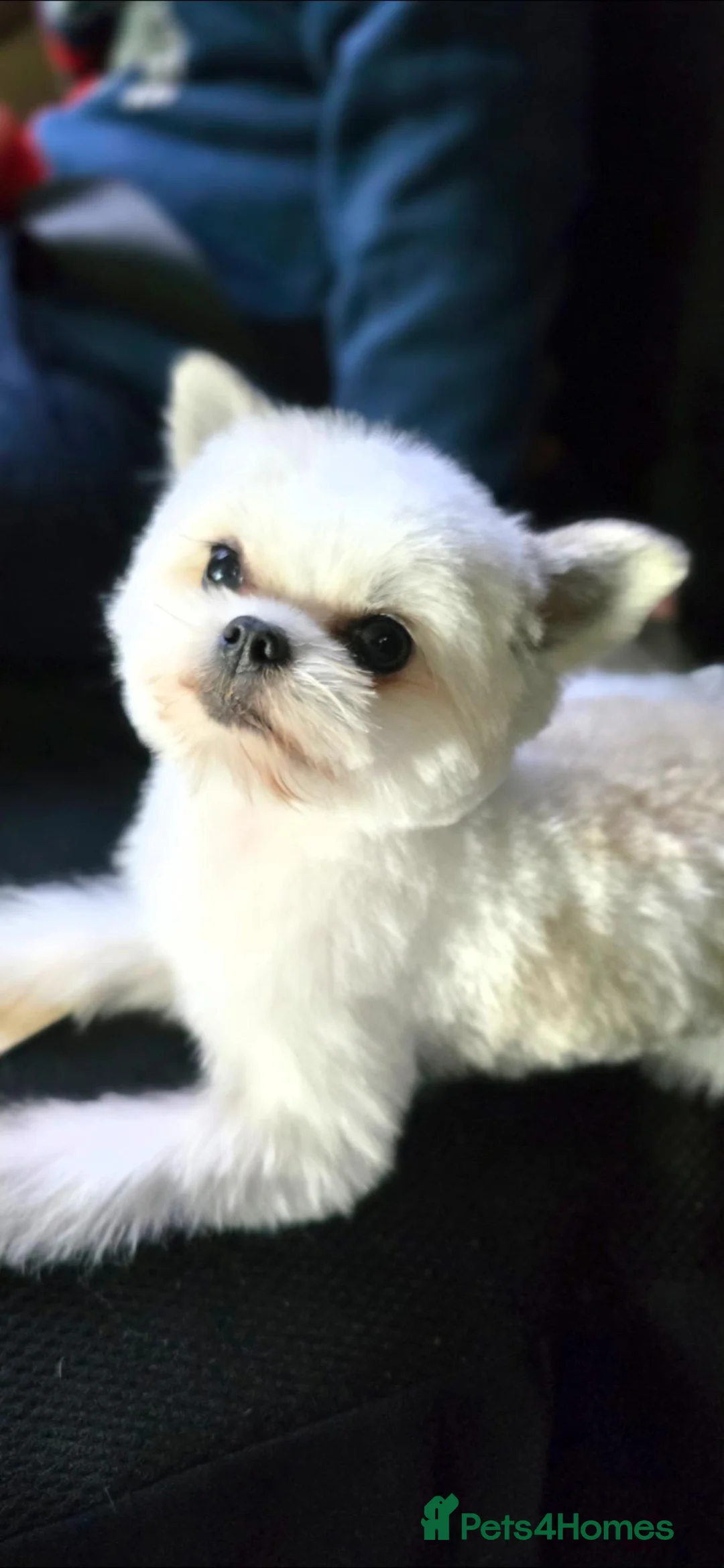 Mixed Breed dogs for sale: Tiny Pomeranian x  - Advert 2