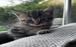 Mixed Breed cats for sale: 5 beautiful kittens  - Image 2
