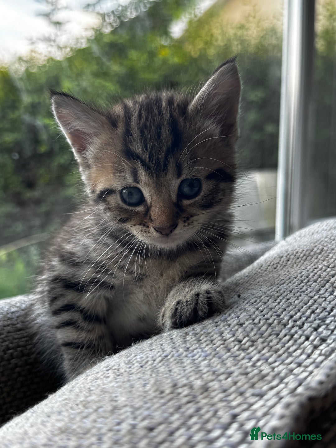 Mixed Breed cats for sale: 5 beautiful kittens  - Image 2