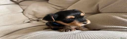 Yorkshire Terrier dogs for sale: Adorable Yorkshire Terrier Puppies 🐾❤️ - Advert 9