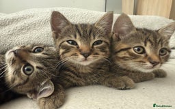 British Shorthair cats for sale: British short haired pedigree cross tabby kittens  - Image 1