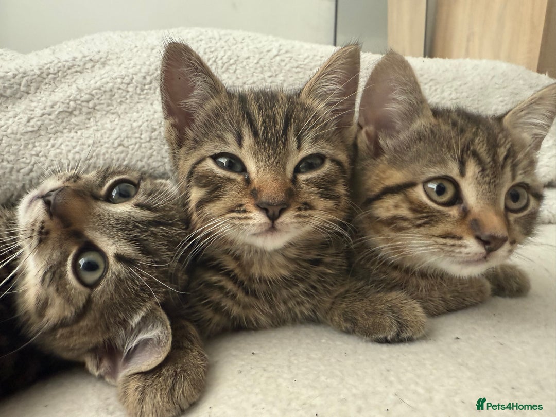British Shorthair cats for sale: British short haired pedigree cross tabby kittens  - Image 1