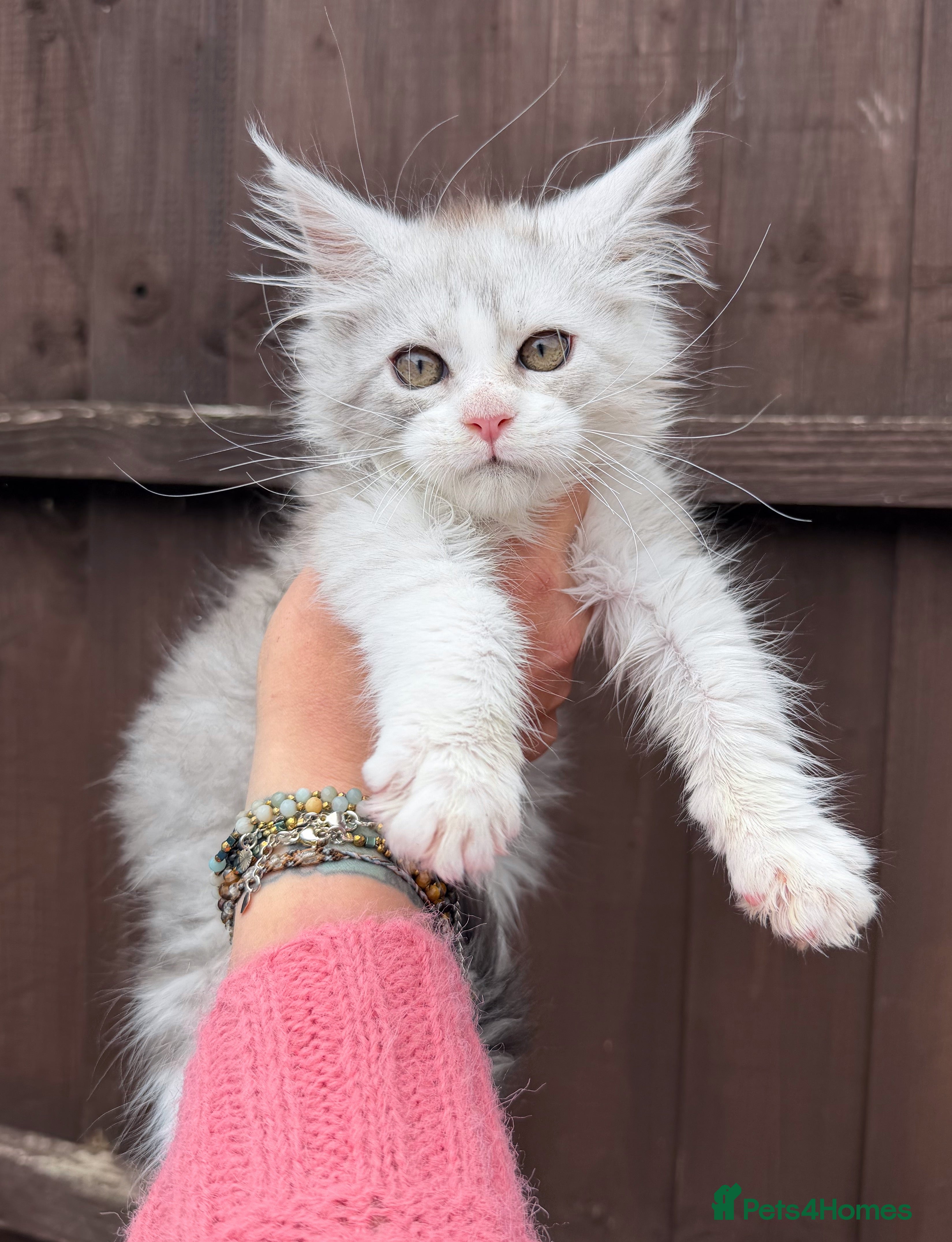Maine Coon cats Maine Coons with Tests, Papers, Vet Checks & Vacc. - Advert 9