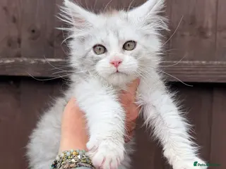 Maine Coon cats Maine Coons with Tests, Papers, Vet Checks & Vacc. - Advert 9