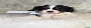 Cavalier King Charles Spaniel 1