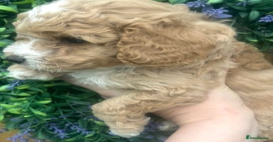 Cockapoo dogs - Advert 6