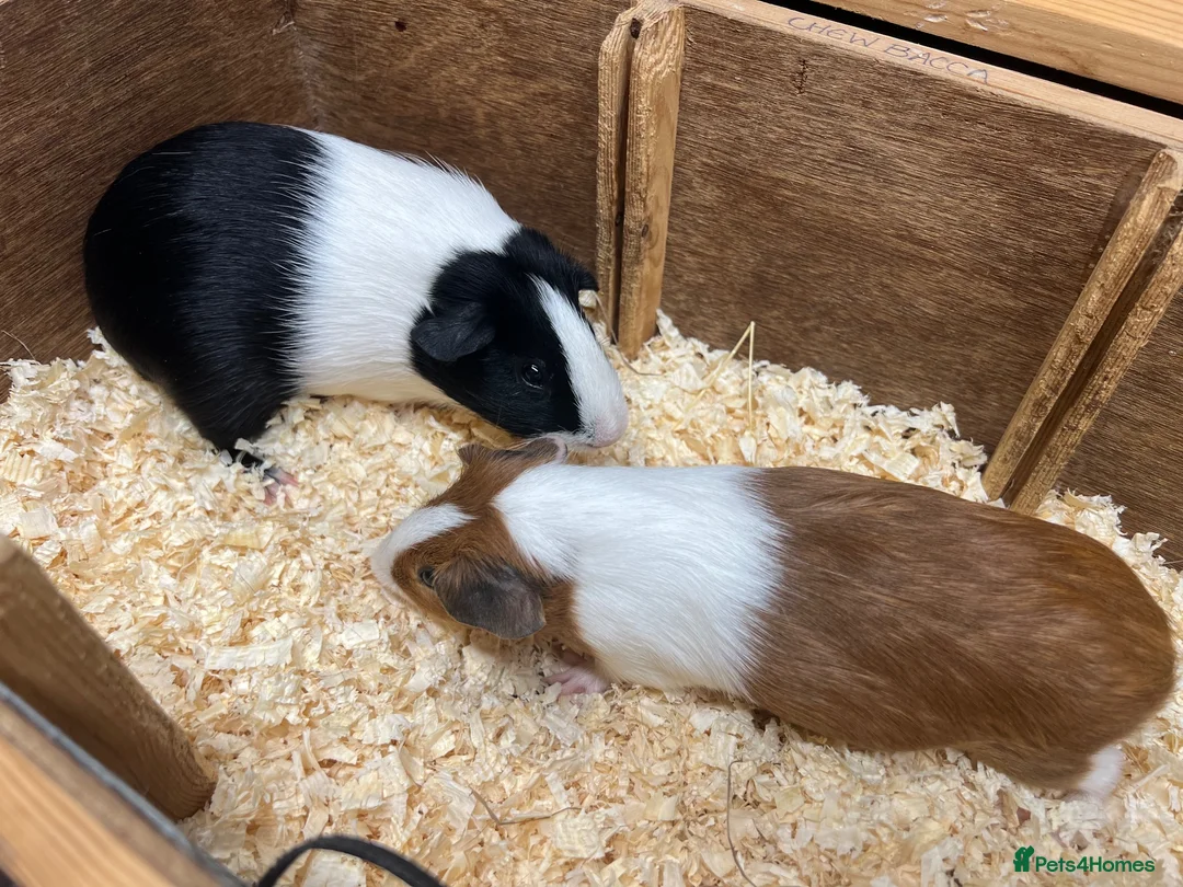Guinea Pig rodents for sale: Male/Boars Dutch guinea pigs - Advert 12