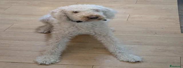 Milo